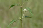 Clustered bushmint